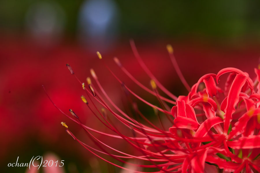 雄しべ(stamens)