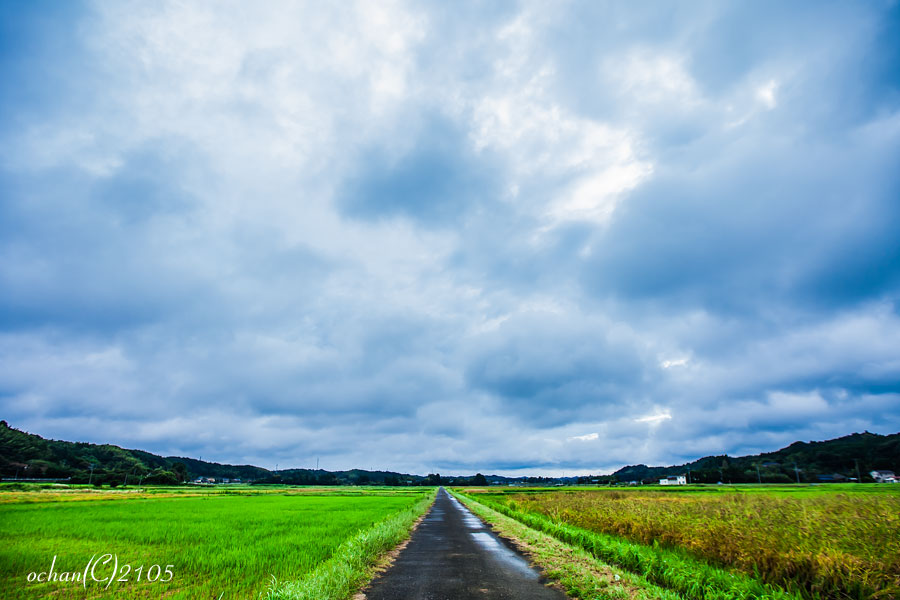 一本道